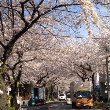 お花見|世田谷区千歳船橋のペットクリニックなら桜丘動物病院の画像